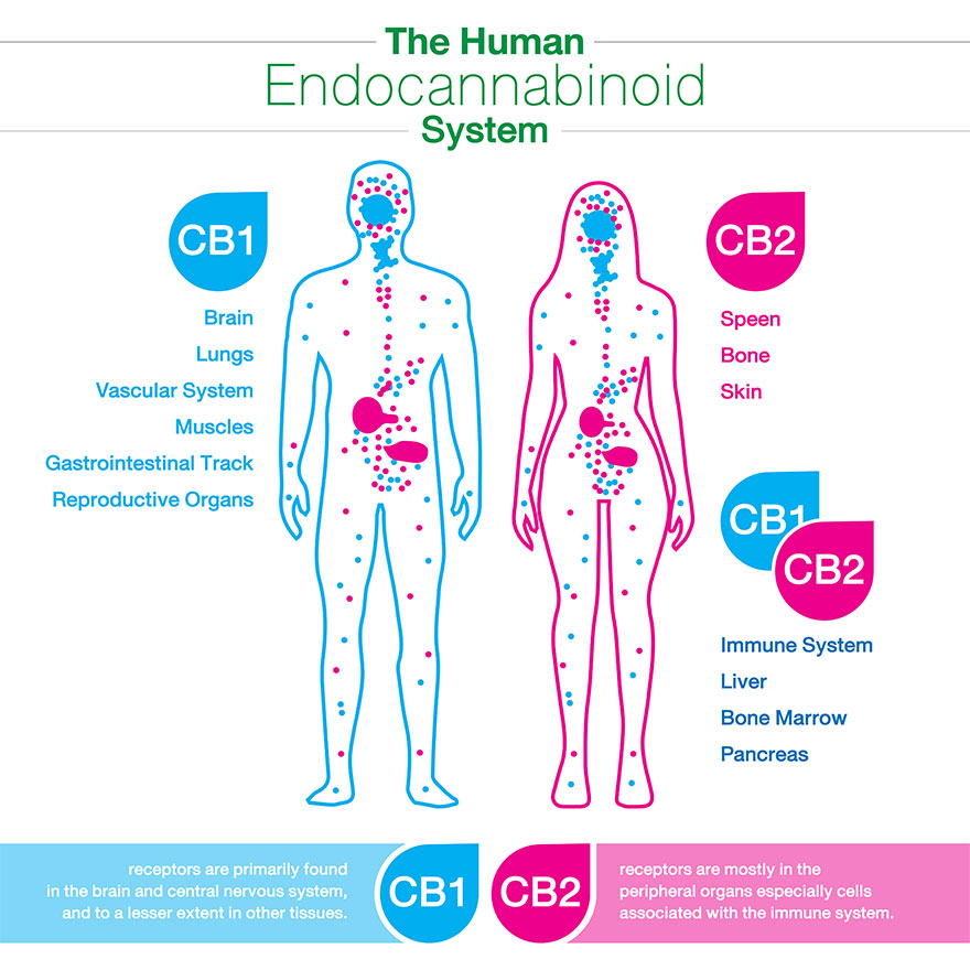Endocannabinoid System