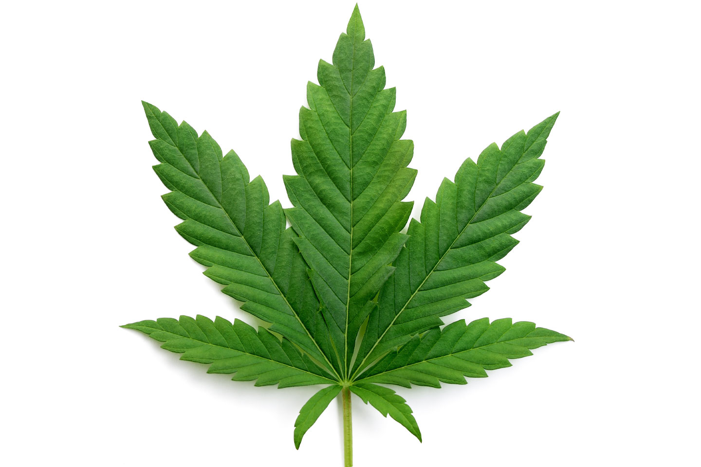 indica marijuana plant