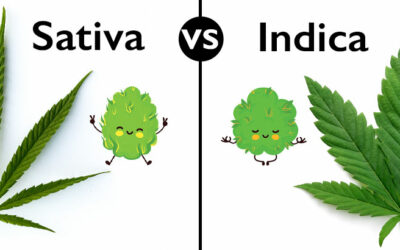 Differences between sativa and indica cannabis