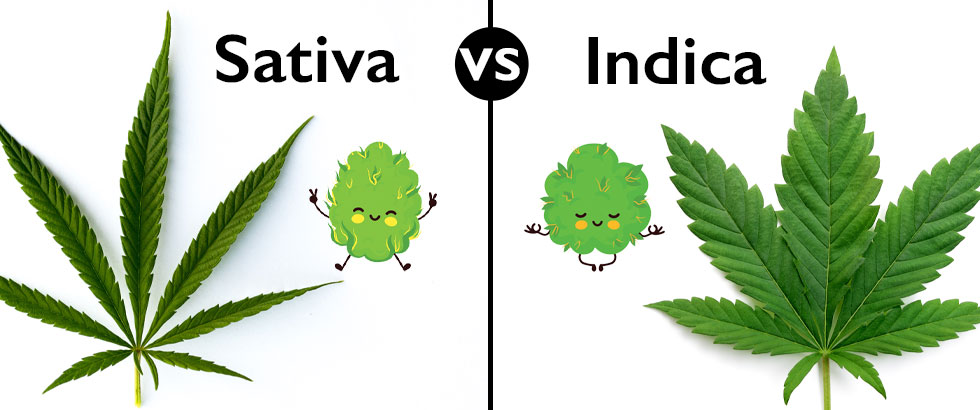 Differences between sativa and indica cannabis